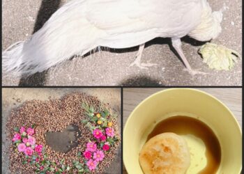 🎍前橋西教室 2026年1月 活動報告🐴